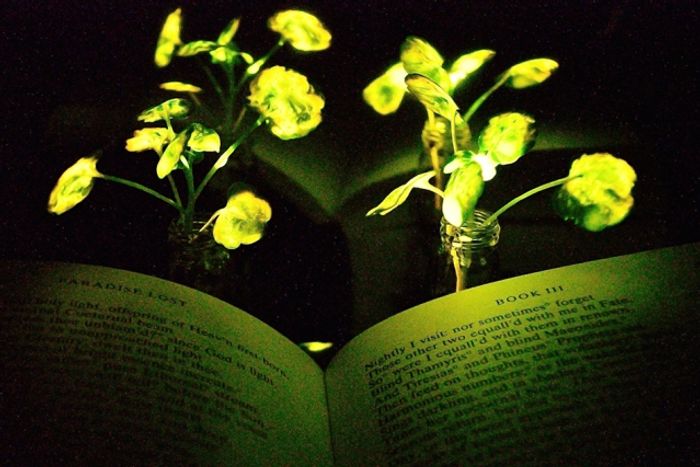 MIT's glowing plants, credit: MIT