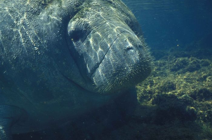 The manatee death toll is rising in Florida amid red tide scares.