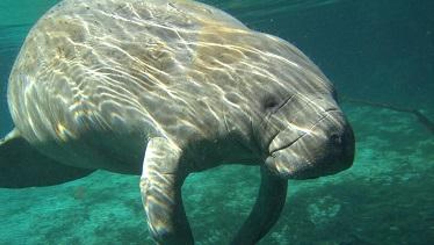 Manatee / Image credit: R. Bonde, US Geological Survey