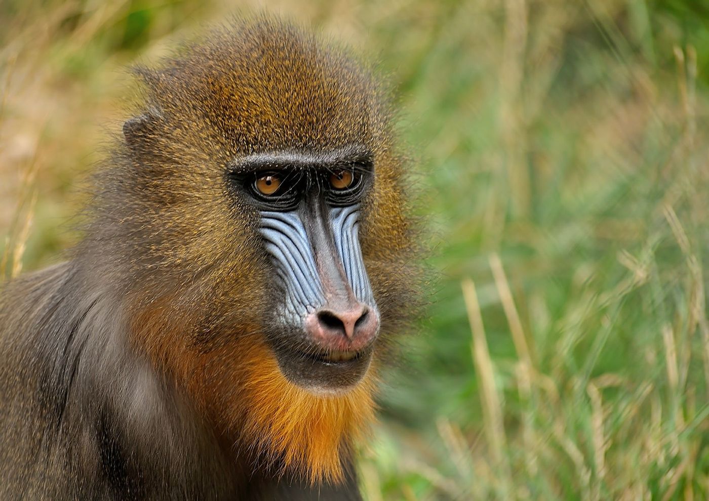 Mandrills check other members' poop for parasites before grooming them.