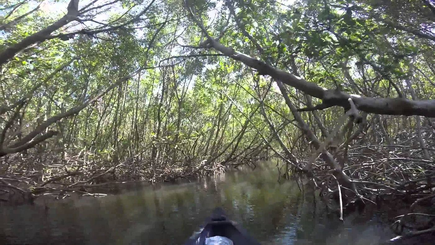 Mangroves and other coastal ecosystems are vulnerable to rising water temperatures. Photo: Pinterest