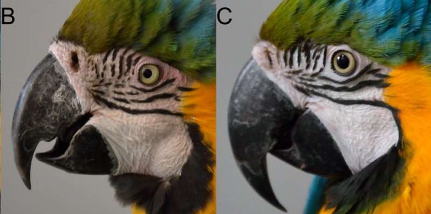 On the left, you see a macaw blushing. On the right, you see a macaw's normal skin tone.