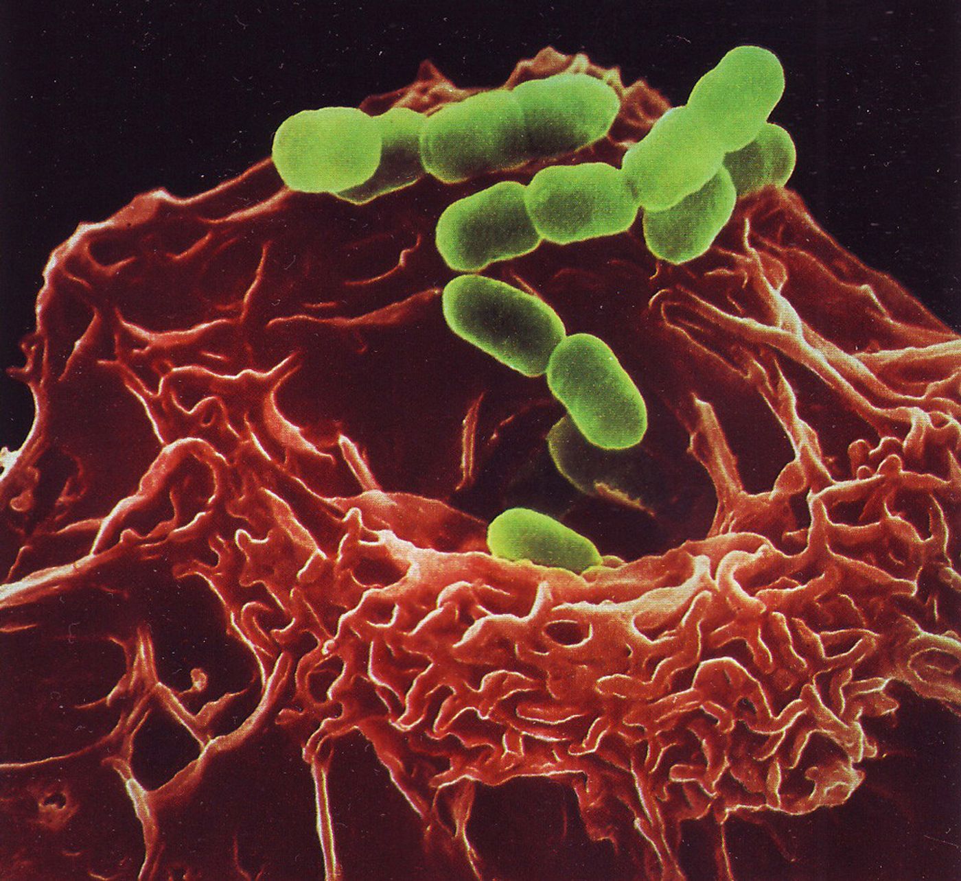 Macrophages send out chemicals to break down bacterial cell walls