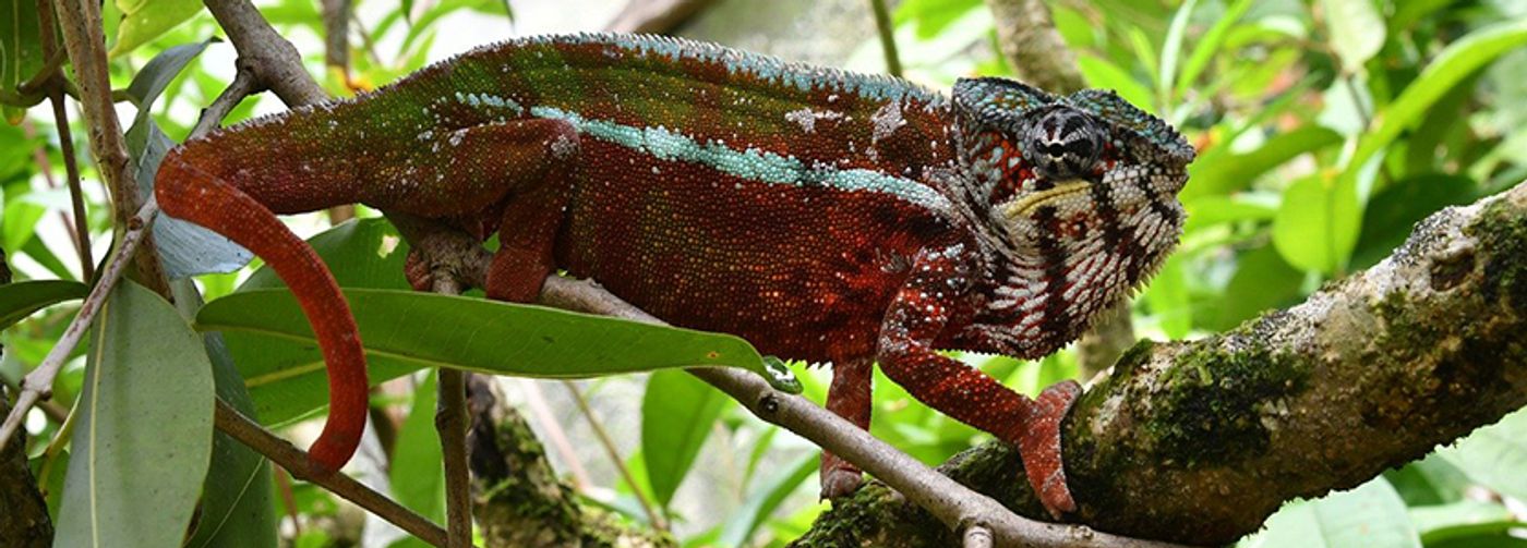 Is the Nano-Chameleon the World's Smallest Reptile Species?