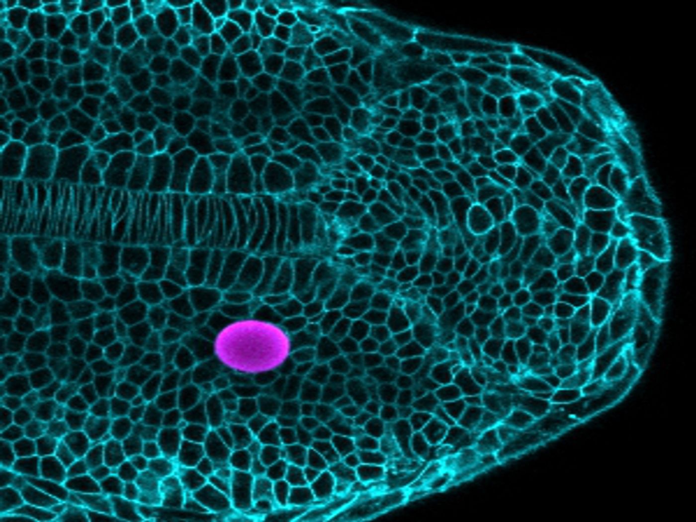 By exposing a magnetically responsive droplet (purple) to a magnetic field, the scientists are able to exert pressure on the surrounding embryonic cells in order to study their response to mechanical forces./ Credit: UCSB