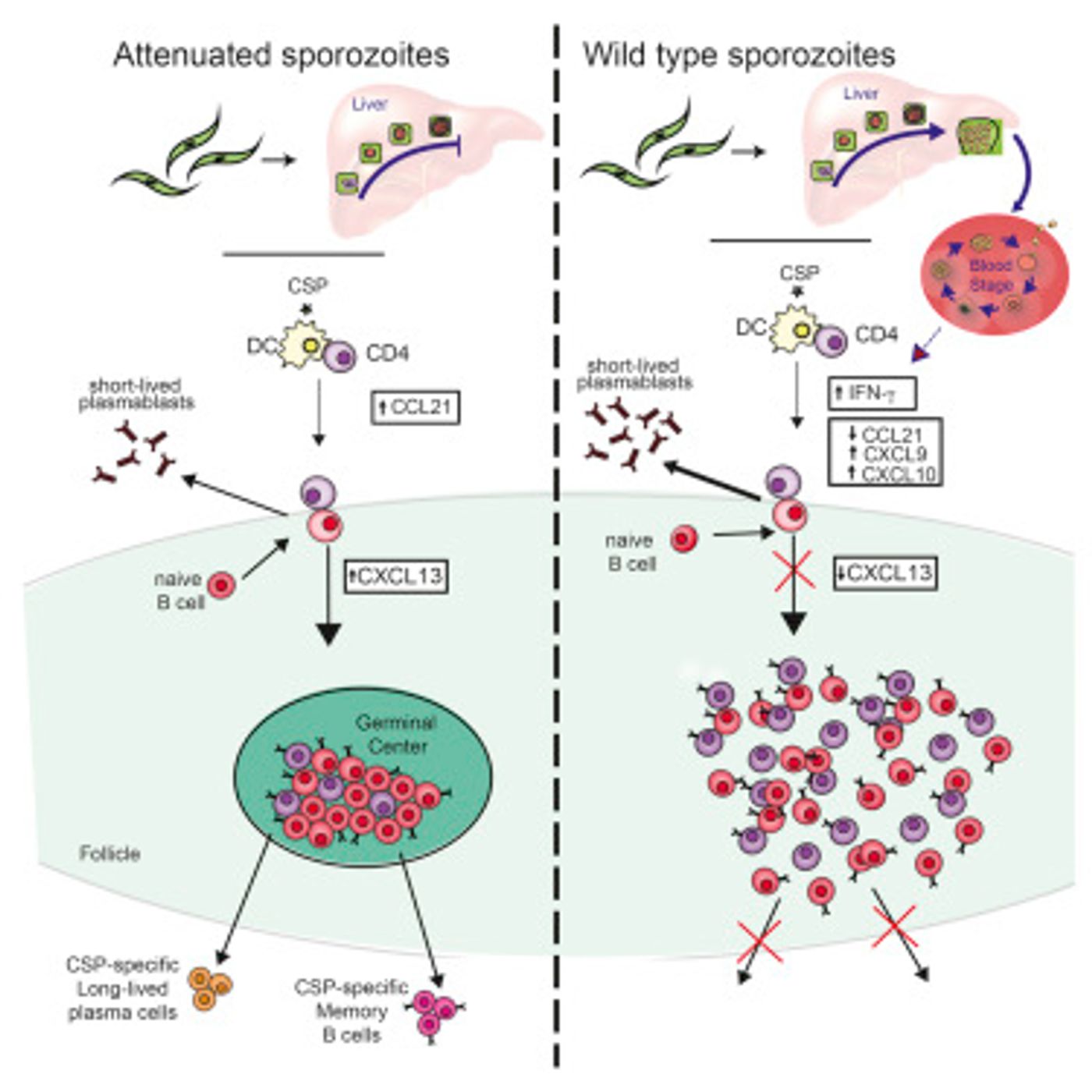 Cell Reports 2016 Keitany et al