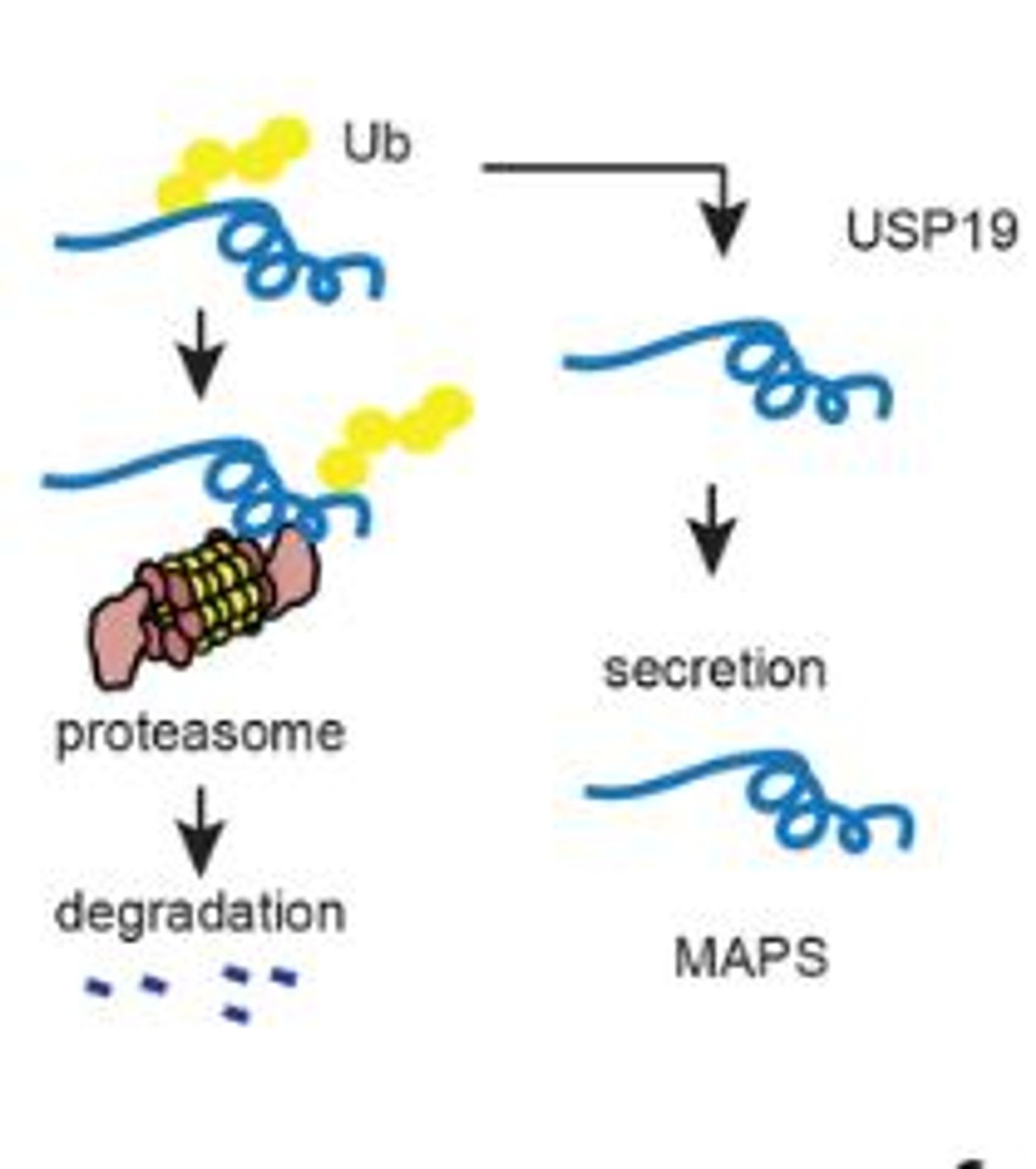 Comparison of the Ub-proteasome system and the MAPS pathway.