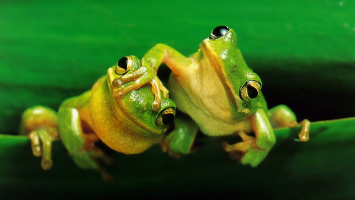Frogs may be experiencing a sex ratio imblance due to road salts.