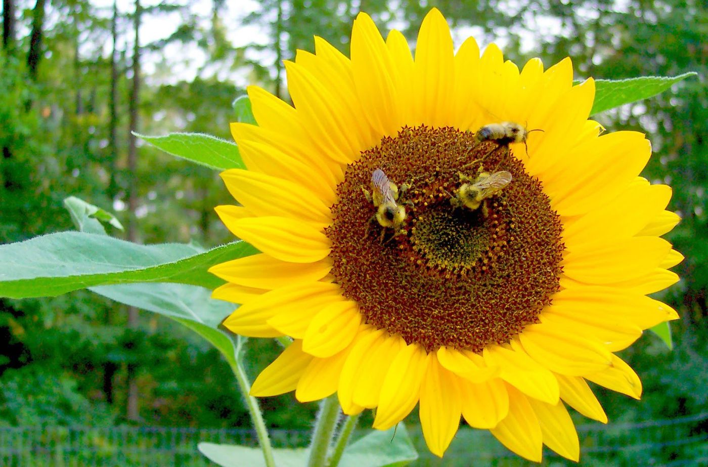 Sunflowers have internal circadian clocks that help them grow and reproduce.