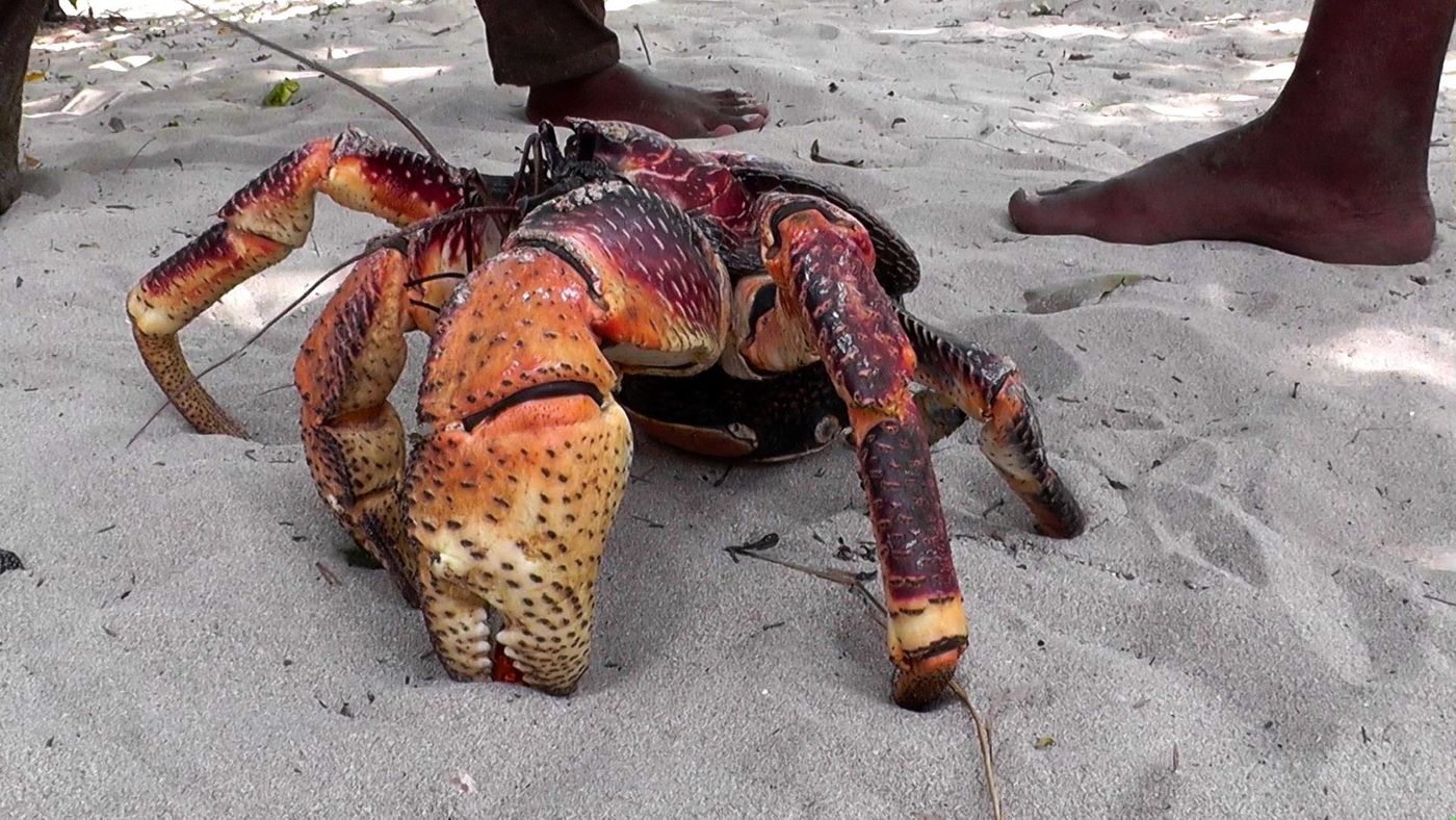 The coconut crab has an incredibly powerful claw.