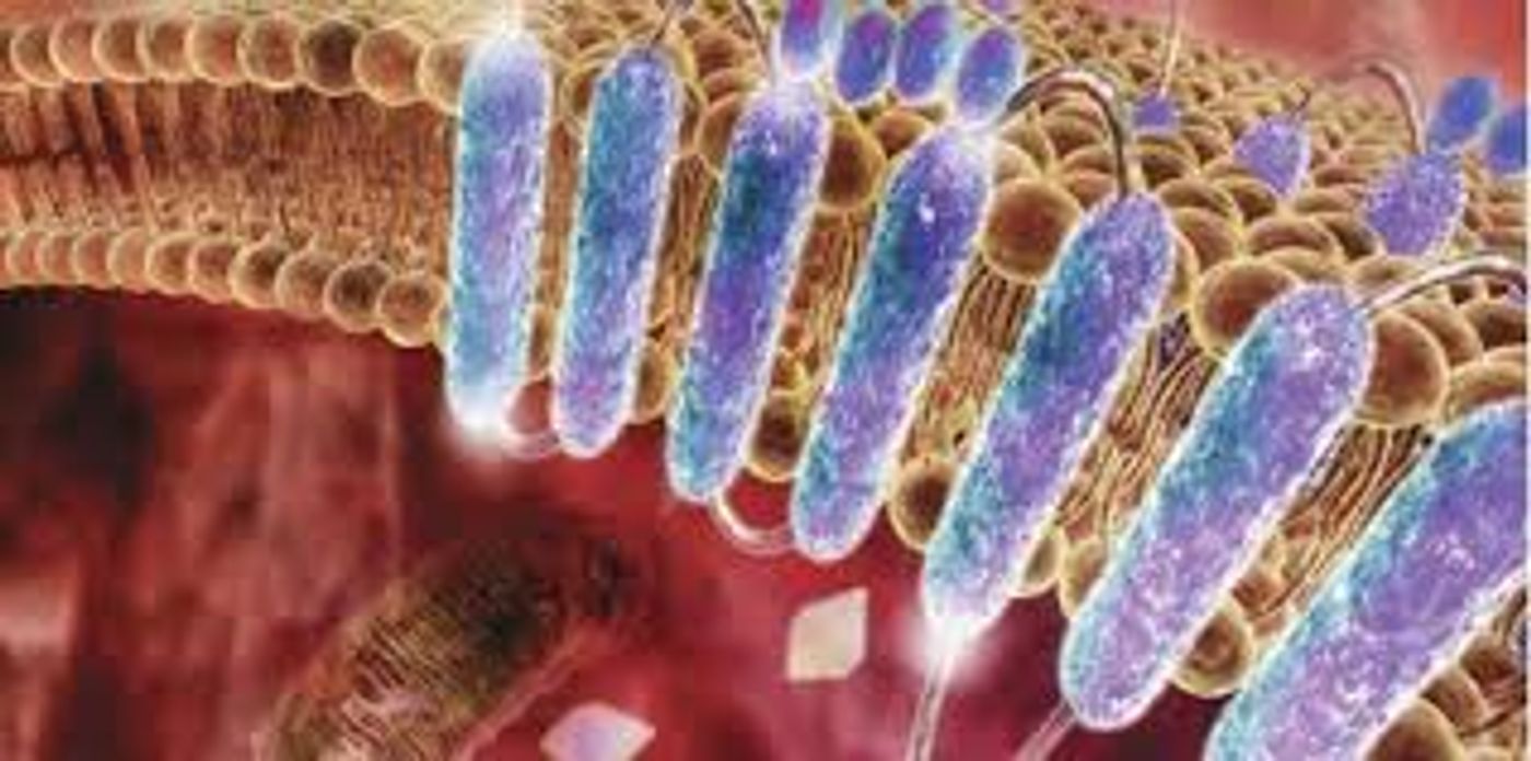 Within the cell membrane, proteins are designed to fold and function within the lipid bilayer.