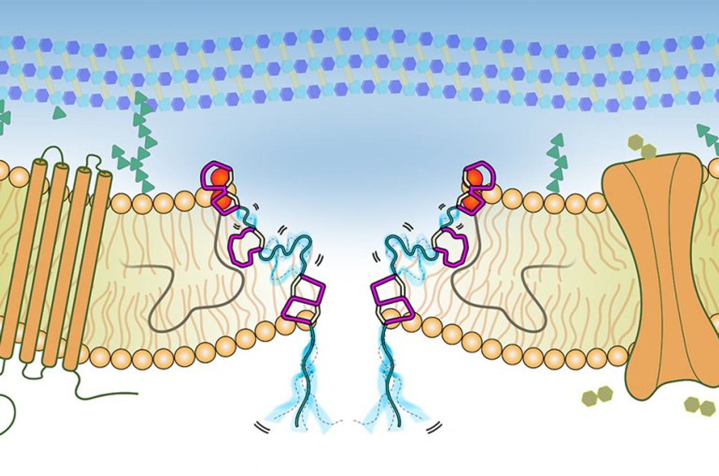 Illustration of the pore-complex formed by Lipid II and the antimicrobial peptide nisin. In cyan, flexible linker regions of nisin are highlighted that enable nisin to optimally adapt its conformation to complex bacterial cell membranes. / Credit: Utretch University