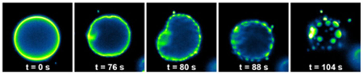 This sequence (and the video) shows the spontaneous remodeling of lipids in a synthetic membrane./Credit: Devaraj Lab, UC San Diego