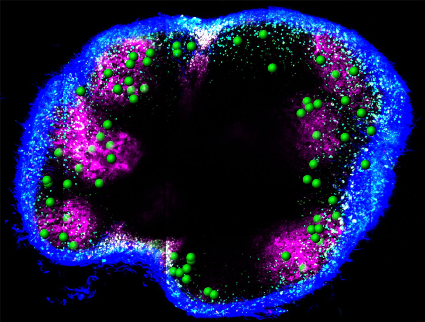 Two-photon microscopy 3-D mosaic tiled image of a lymph node