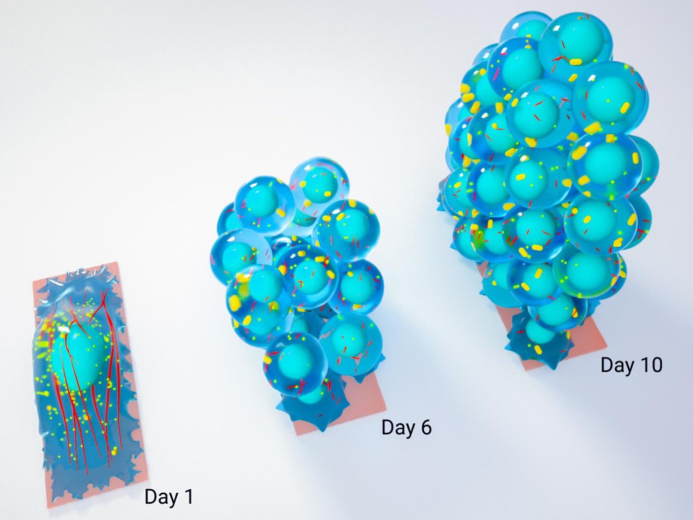 A schematic showing the growth of a spherical cluster of stem cells from a mature cell on a confined substrate. / Credit: Mechanobiology Institute
