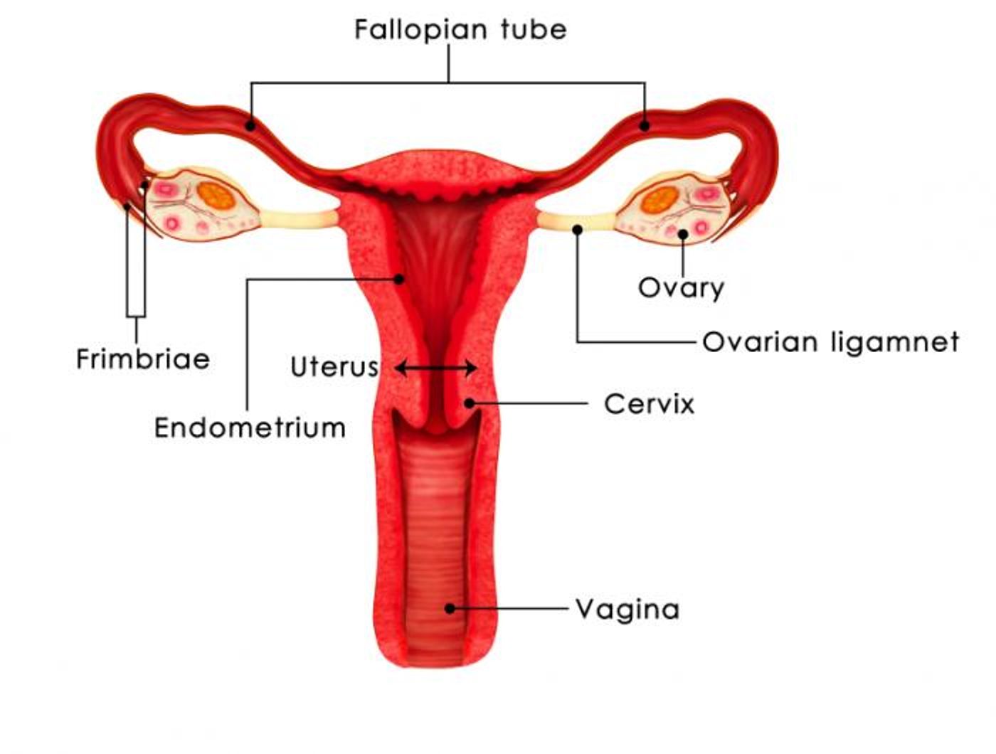 The upper genital tract was once thought to be sterile.