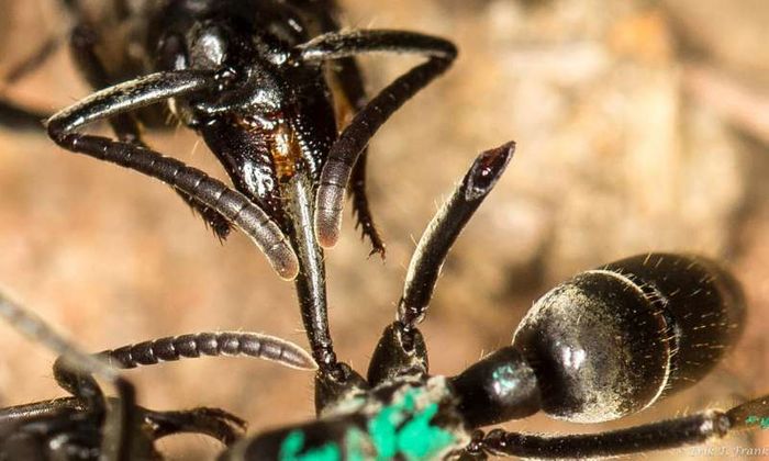 An ant providing medical care to another by way of wound-licking.