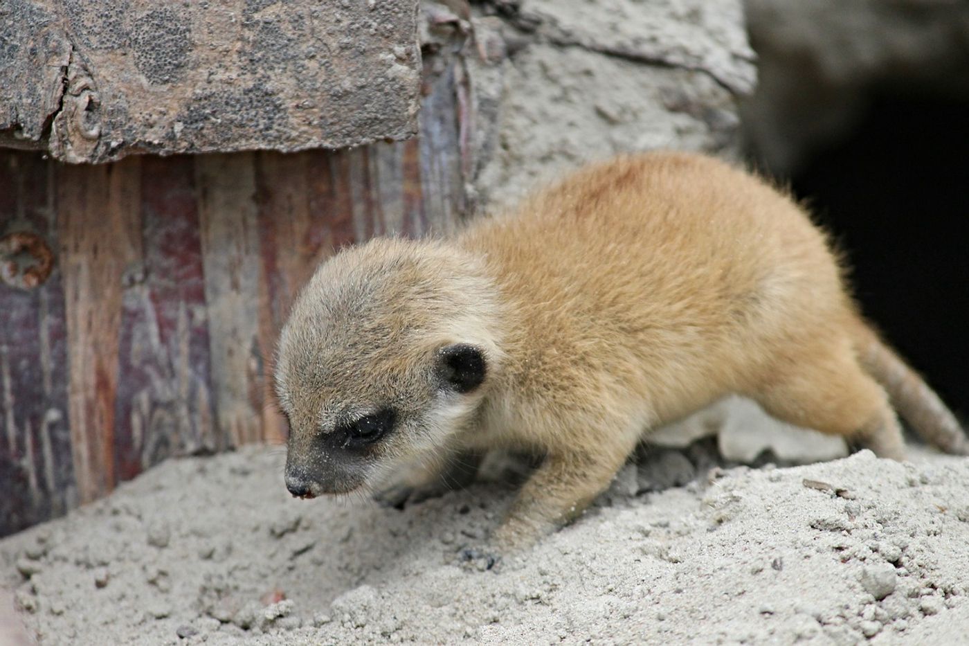 These animals avoid clashing with one another while foraging by developing their own tastes in prey that differ from others.