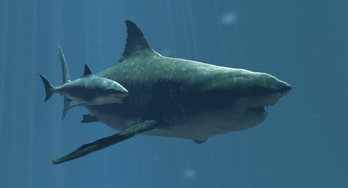 The discovery of a possible great white shark nursery off of the coast of Long Island, New York is exciting scientists.