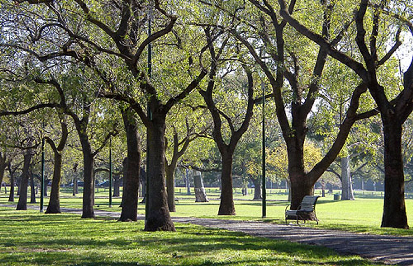 image of trees in Melbourne, credit: sourceable.net