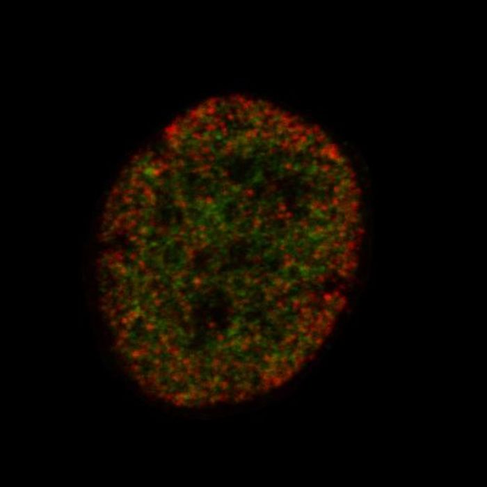 Human mesenchymal stem cells were labeled for two epigenetic marks (green and red), and the images were analyzed to forecast the cell developmental fate. / Credit: Joseph J. Kim