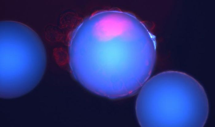 Researchers at the University of Texas at Dallas used 40,000 tiny plastic beads (blue), each coated with a unique chemical compound, to identify one compound that bound only to breast cancer stem cells (red).  / Credit: University of Texas at Dallas
