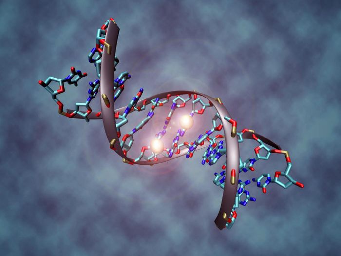 This image shows a DNA molecule that is methylated on both strands on the center cytosine. DNA methylation plays an important role for epigenetic gene regulation in development and cancer.