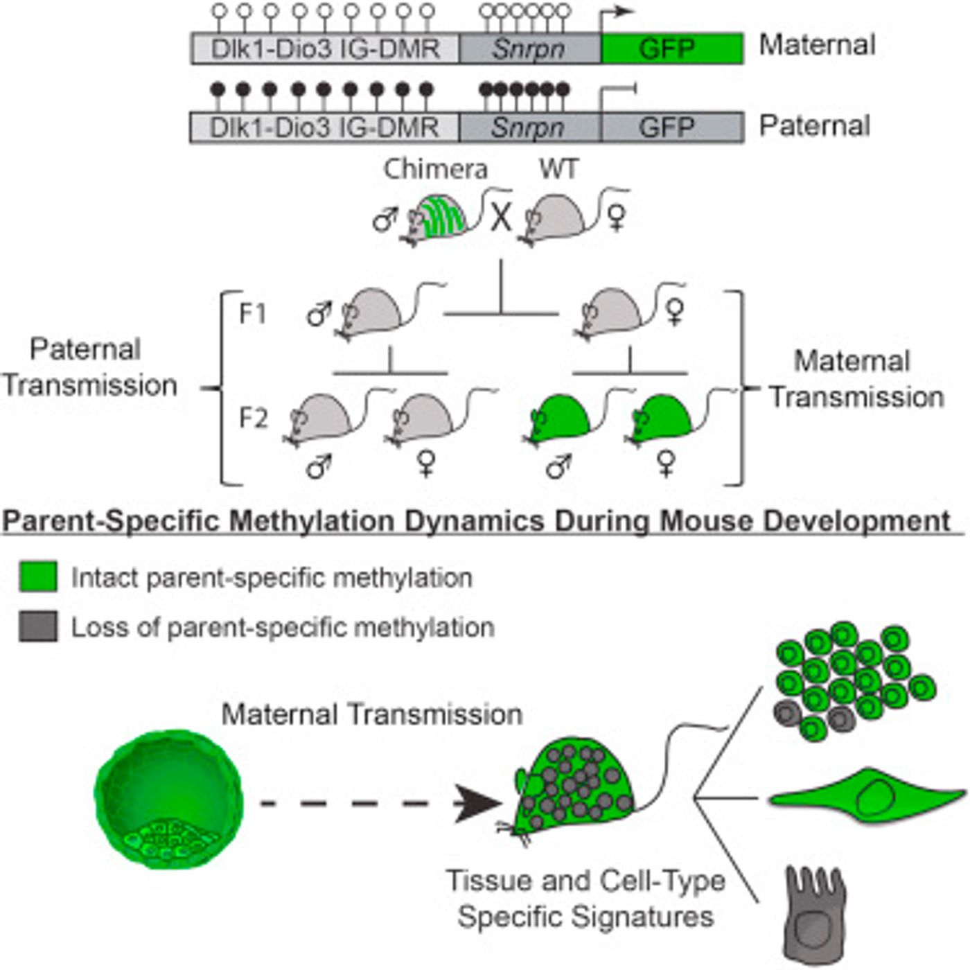 The graphical abstract from Cell Stelzer et al