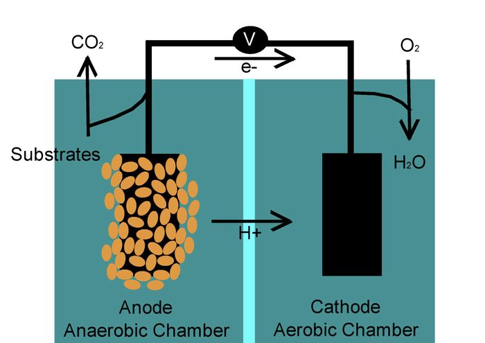 A basic diagram of a microbial fuel cell. Photo: Science Buddies