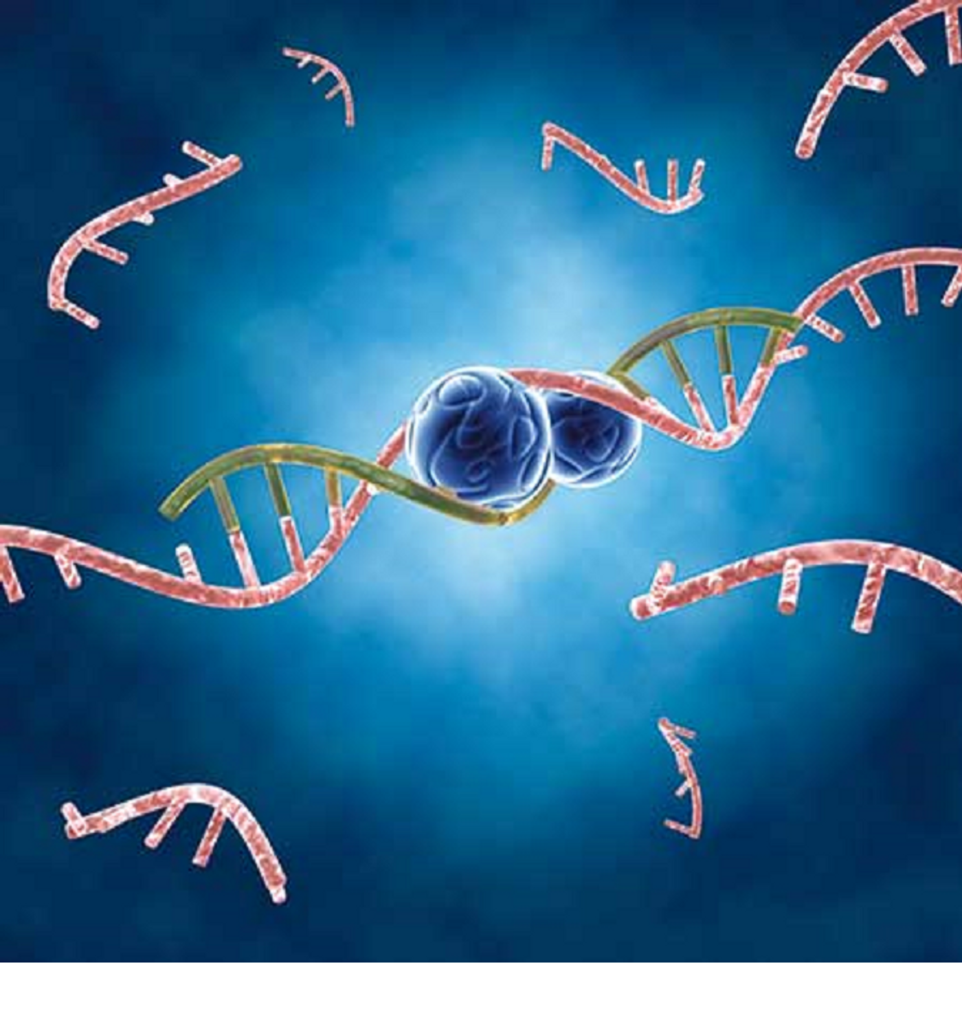 Micro-RNAs or miRNAs contribute to the repression of gene translation in humans and animals.