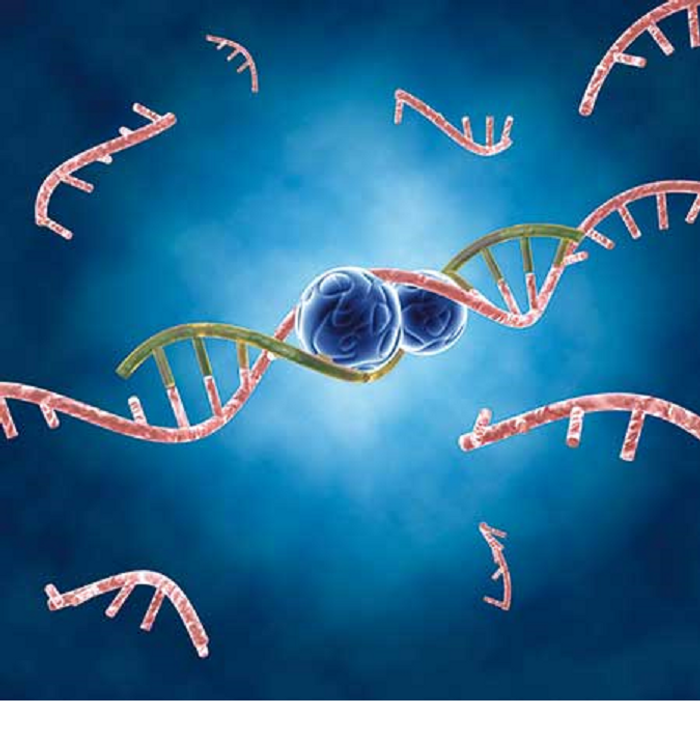 Micro-RNAs or miRNAs contribute to the repression of gene translation in humans and animals.