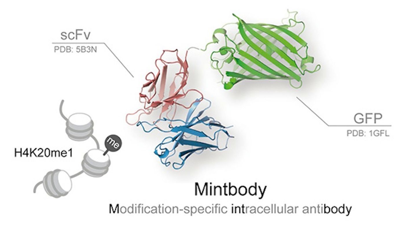 he crystal structure of H4K20me1-mintbody. Single chain variable fragment of antibody (scFv) tagged with green fluorescent protein (GFP) recognizes and binds to histone H4 post-translationally modified by the addition of a single methyl group (monomethylation) at lysine 20 (H4K20me1). / Credit: Journal of Molecular Biology Sato et al