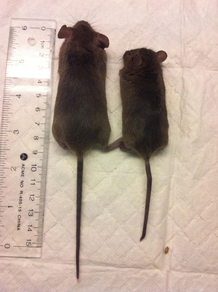 These mice are twin, except that the left mouse is normal whereas the Armc5 gene has been invalidated by genetic knockout in the right mouse. The mutated mouse is smaller and has a bent tail. Credit: Jiangping Wu Laboratory, CRCHUM
