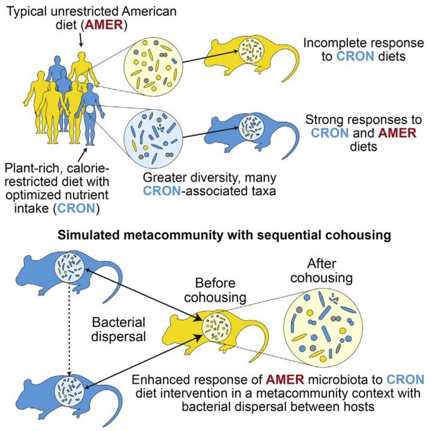 This visual abstract depicts the findings of Griffin et al. that the magnitude of microbiota responses to diet interventions varies among individuals. Dispersal of diet-responsive bacterial taxa between hosts enhance subsequent responses to diet interventions. / Credit: Griffin et al. / Cell Host & Microbe