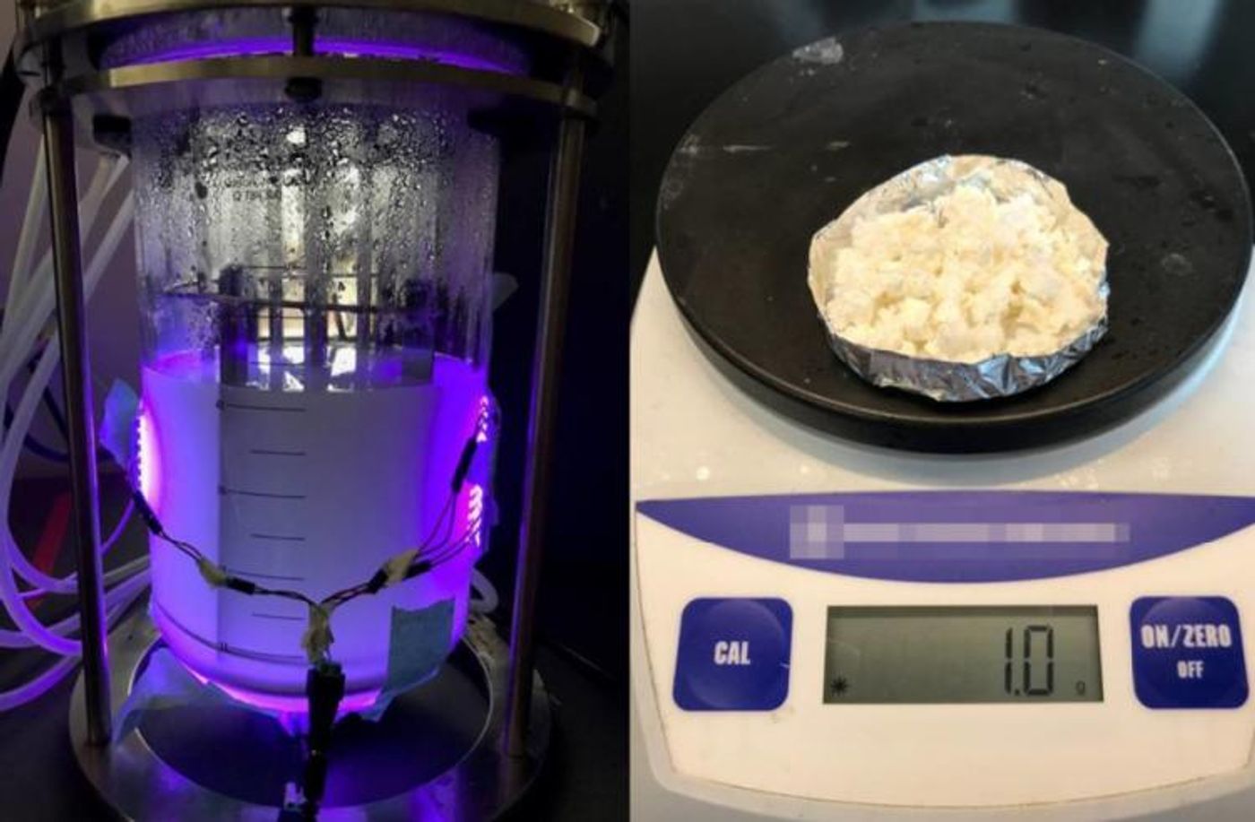 Biodegradable plastic generated from the hybrid microbes (Nagpal Lab/CU Boulder)