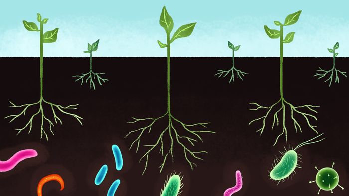 Microbe communities in soil and water systems have important ecological roles. Photo: Grist