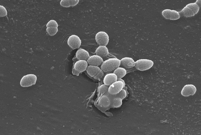 Scanning Electron Micrograph of Enterococcus faecalis, a bacterium that commonly lives in mammalian GI tracts. / Credit: Wikimedia/CDC/Janice Haney Carr