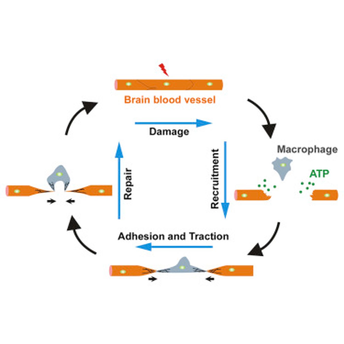 Blood vessel repair process with the help of a macrophage