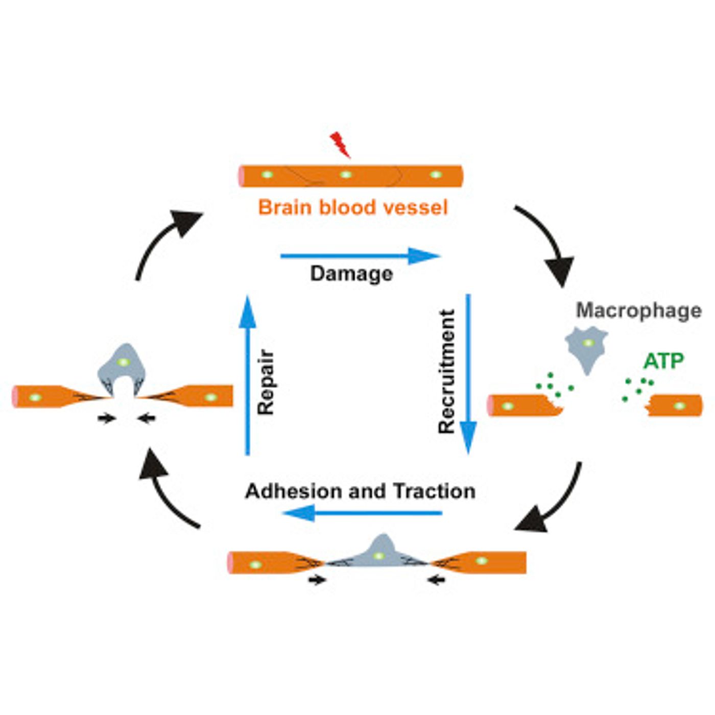 Blood vessel repair process with the help of a macrophage