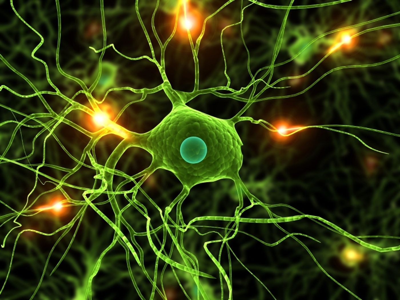Microglia and neuron synapses