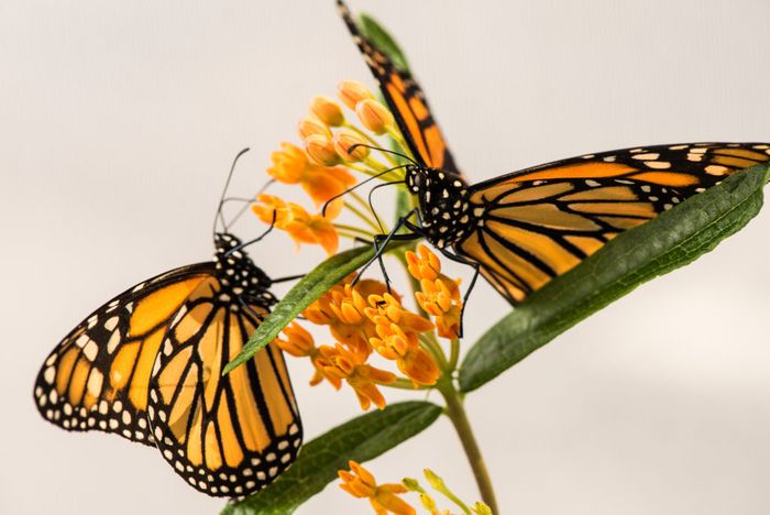 Is there a link between the loss of monarch butterfly migration and the uptick in parasitism?