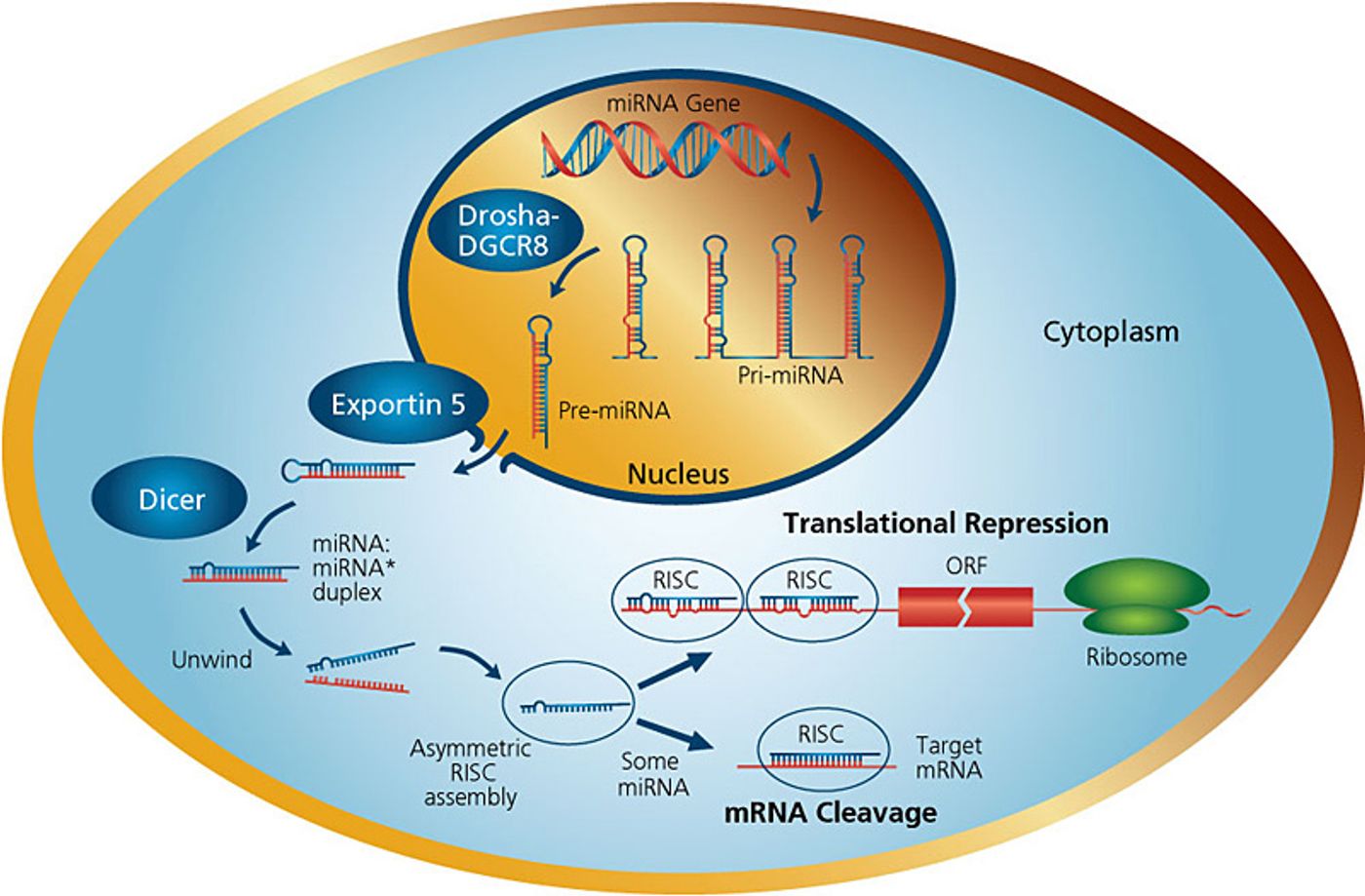 miRNA Biogenesis