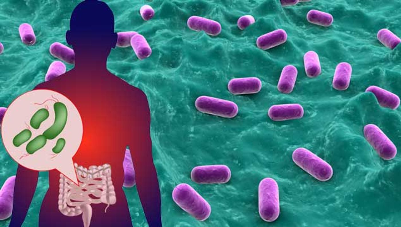 Gut microbes alter immune cells and gene expression. - Mirror Daily