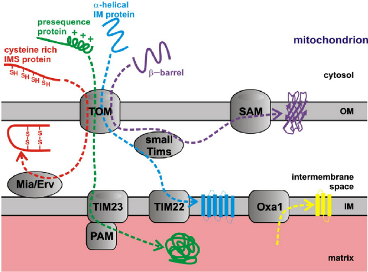 Schematic of mitochondria protein import.