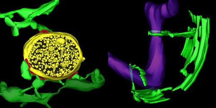 Electron tomography reveals the 3D structure of membrane contact sites (colored red) between ER tubules (green) and mitochondria (purple) in a yeast cell (right) or an endosome (yellow) in an animal cell (left)./ Credit: Matthew West.