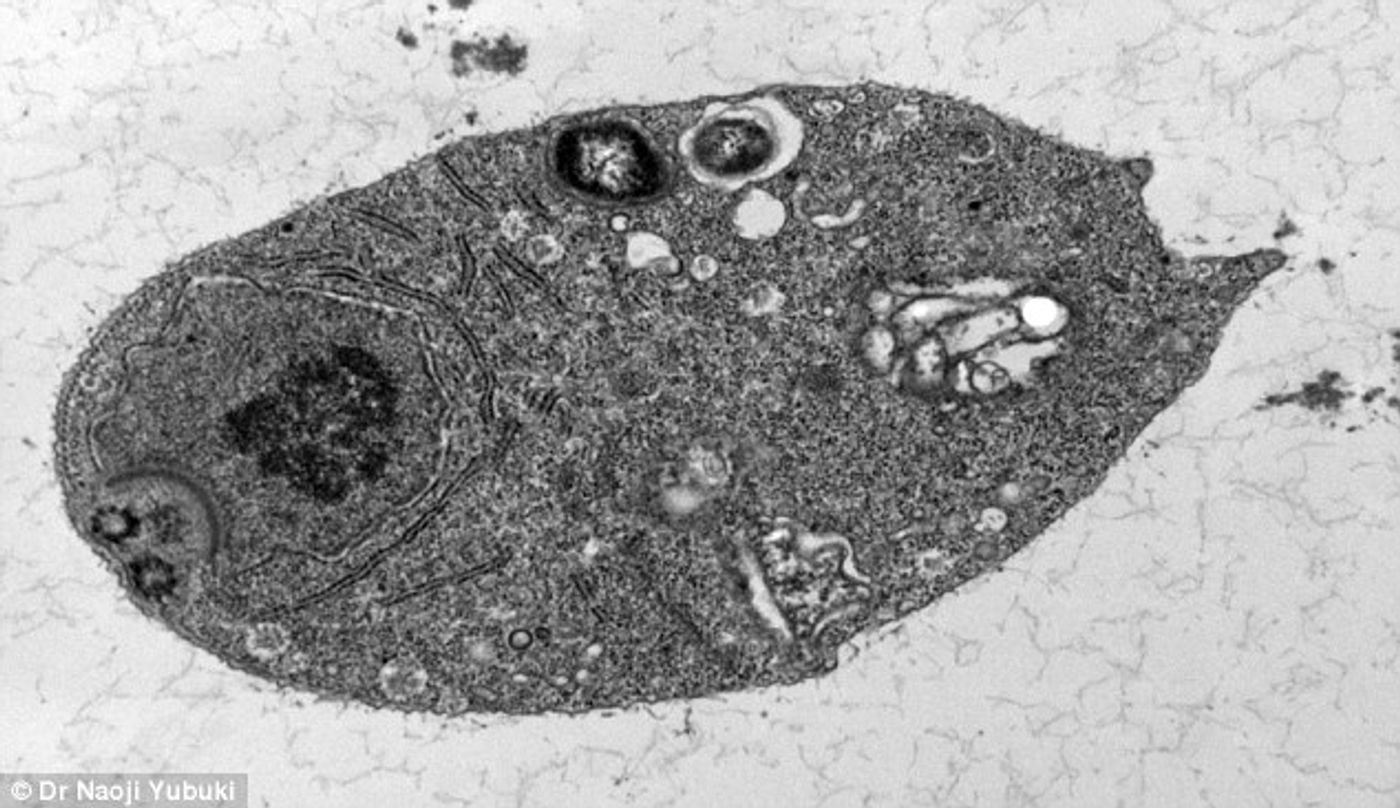 eukaryotic cell under microscope