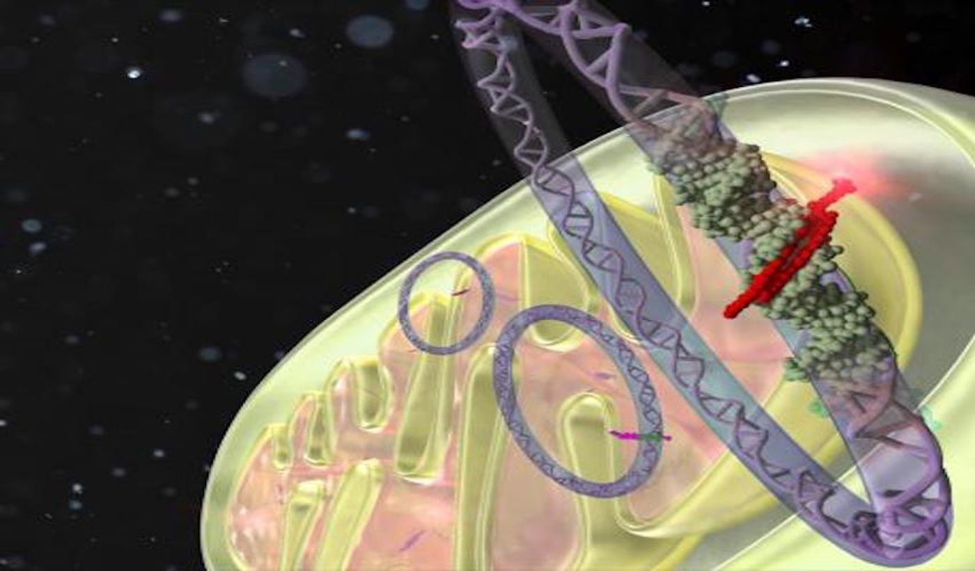 This is a schematic illustration of a mitochondria-specific DNA-based synthetic ligand, called MITO-PIPs that selectively read a target DNA sequence and alter gene transcription. / Credit: Kyoto University iCeMS