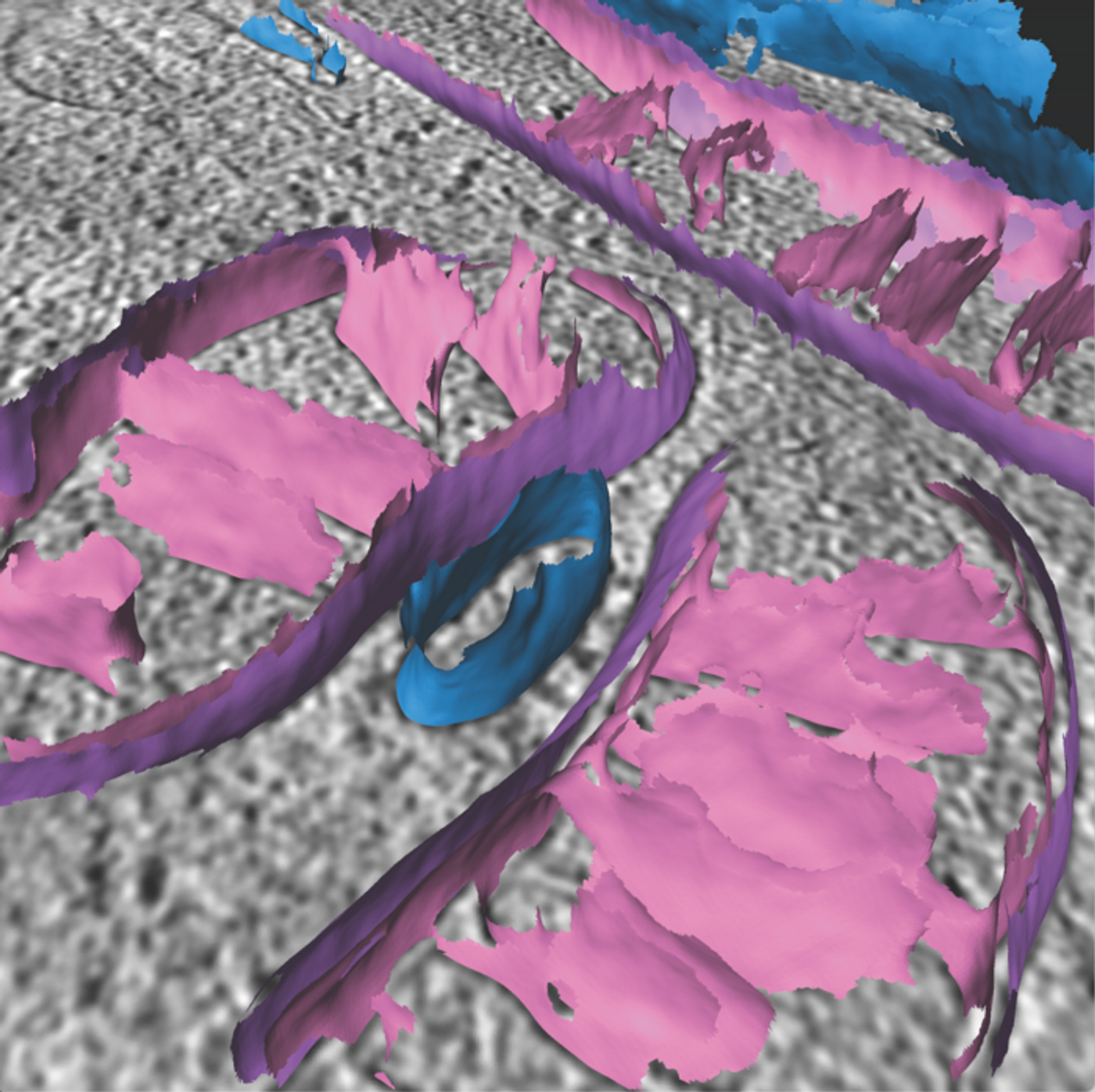 The interior of a cell captured by cryo-electron tomography imaging and overlayed with three-dimensional reconstructions of mitochondrial inner (pink), outer (purple) and endoplasmic reticulum (blue) membrane surfaces. Credit  Scripps Research