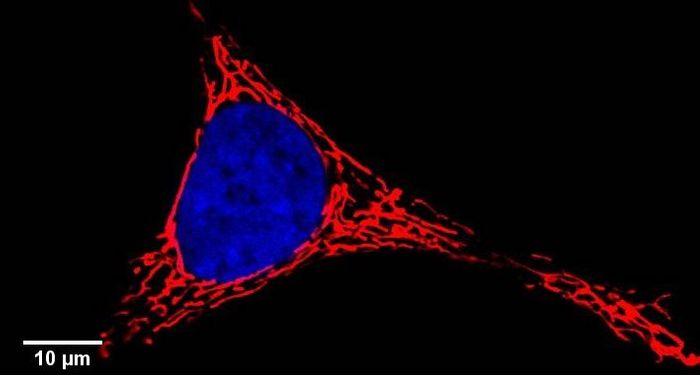 Confocal image (cLSM) of living HeLa cells. Mitochondria are stained in red (Mitotracker red), the nucleus is seen in blue (DAPI). Mitochondria form dense and dynamic networks. /Credit: Wikimedia Commons/8x57is