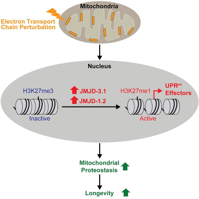 Mitochondrial stress causes changes in enzyme levels that have been linked to increased longevity.